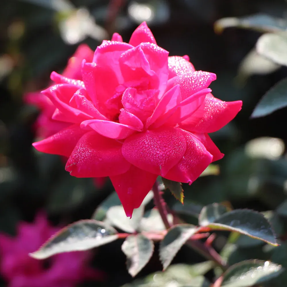 Pink Knock Out® Rose Tree - Continuous Blooming Standard Shrub Rose 1