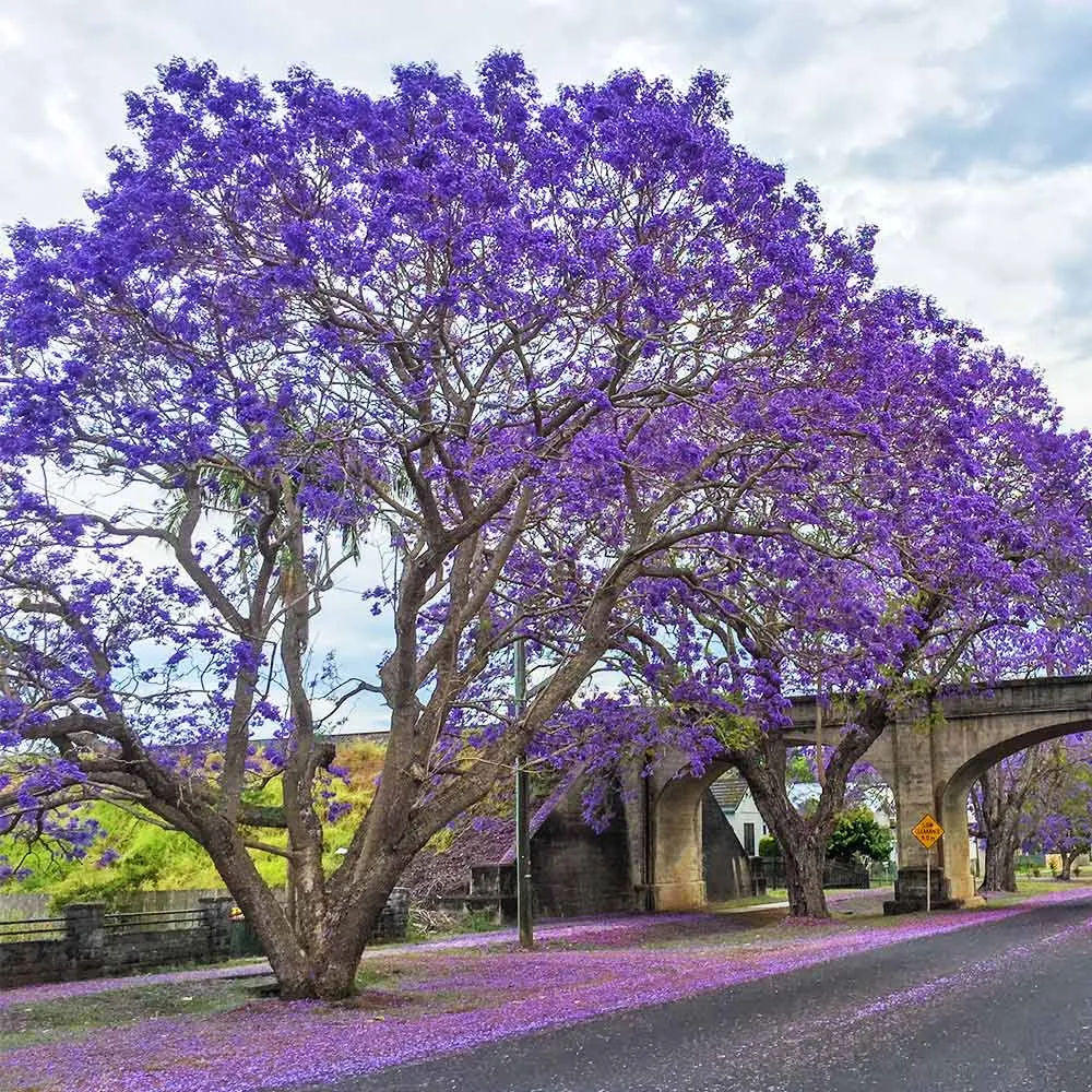Artificial Jacaranda Tree - Realistic Decorative Flowering Plant for Indoor Spaces