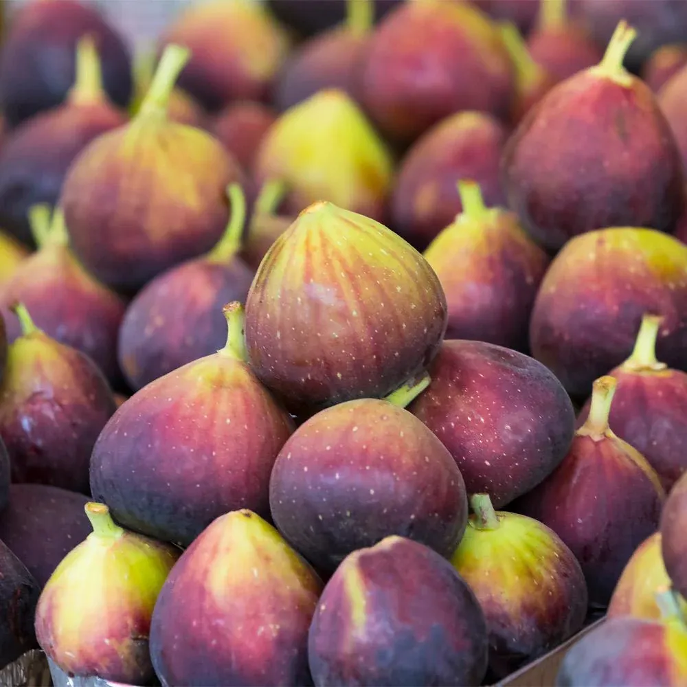 Chicago Hardy Fig Tree - USDA Organic Cold-Hardy Fruit Plant