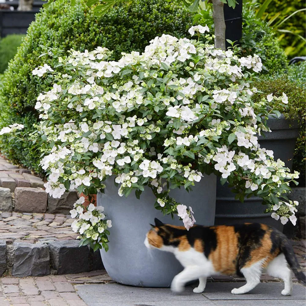 Proven Winners® Fairytrail Bride® Cascade Hydrangea - Trailing Flowering Shrub