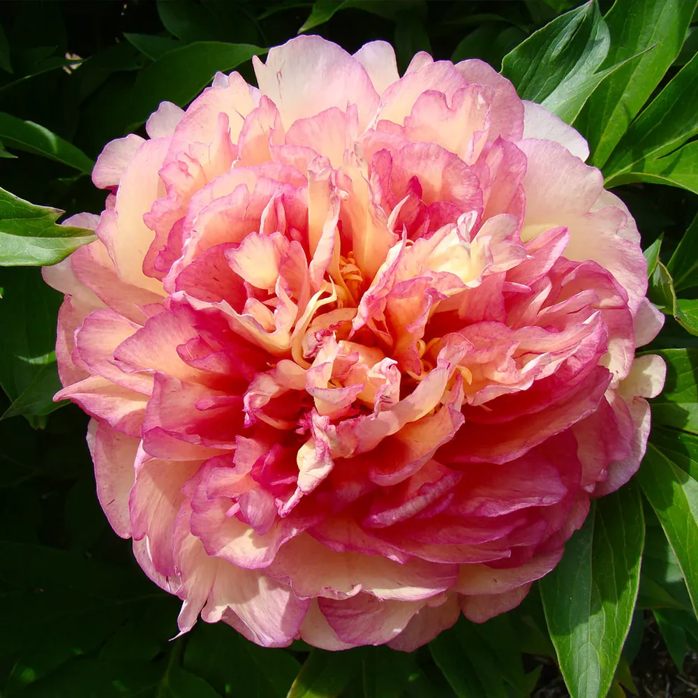 Simply Scrumptious Itoh Peony Plant - Intersectional Hybrid Perennial 3