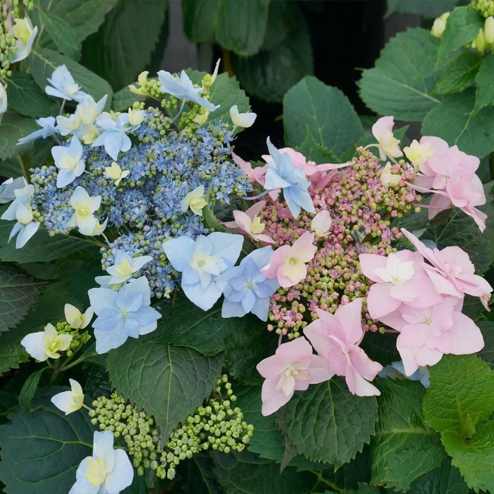 Tuff Stuff Ah-Ha® Hydrangea Shrub - Reblooming Lacecap Garden Plant