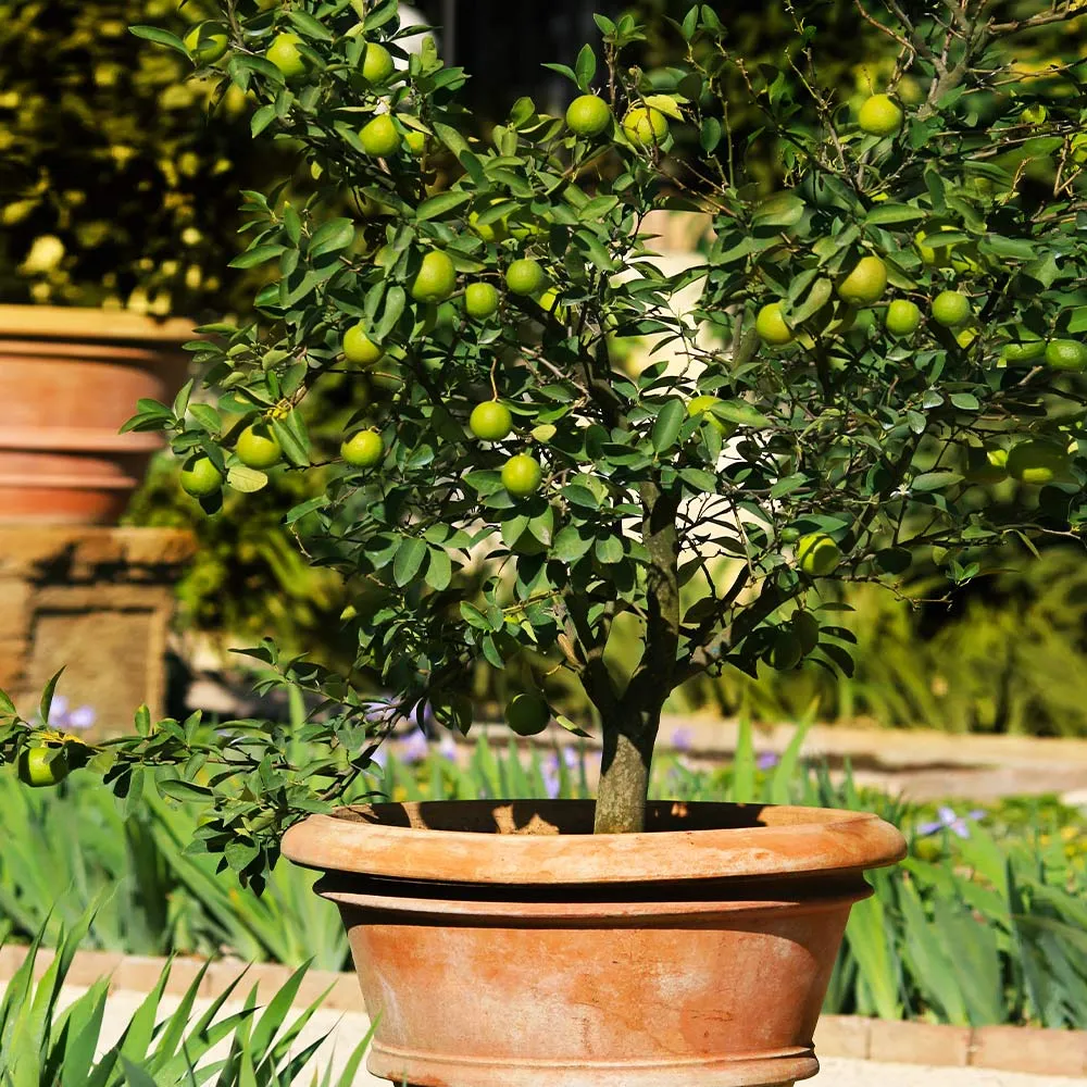 Key Lime Tree - Live Citrus Plant for Indoor and Outdoor Cultivation