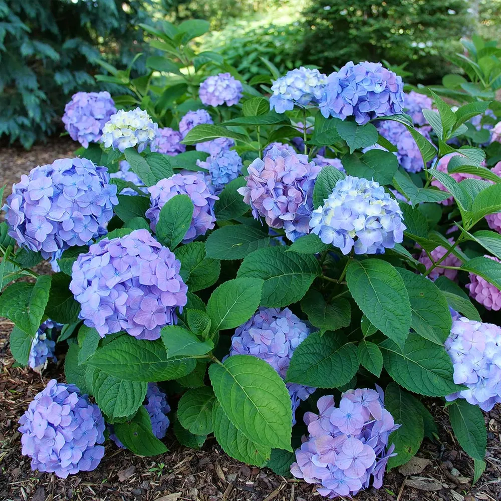 Proven Winners® Let's Dance Sky View® Reblooming Hydrangea Macrophylla