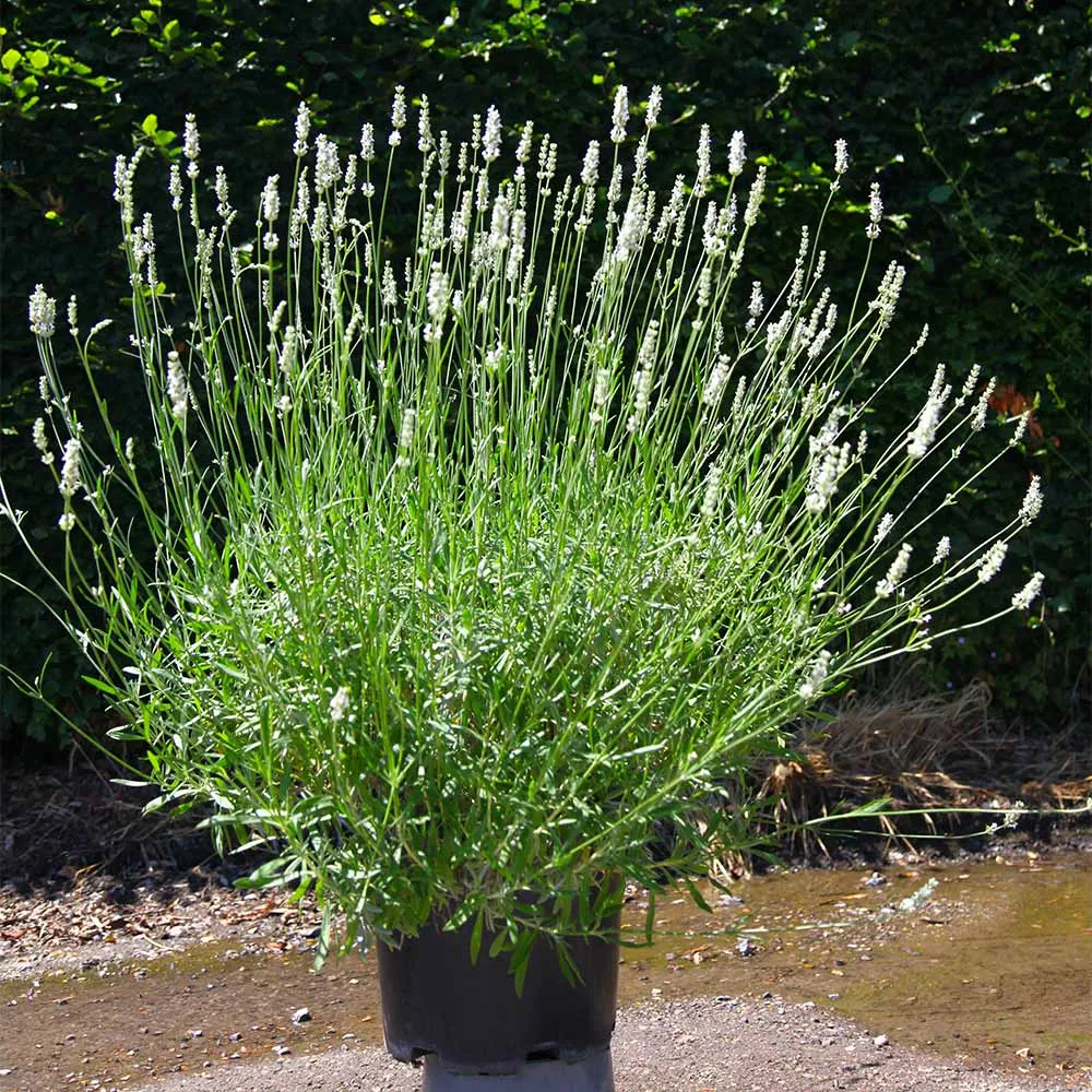 Live Lavender Plant - Fragrant Potted Herb for Indoor and Outdoor Use 2