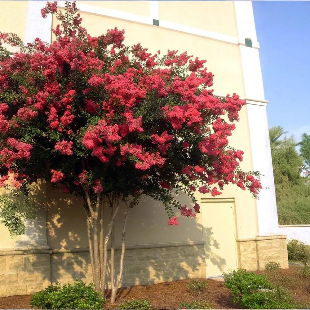Colorama™ Coral Crape Myrtle Flowering Tree
