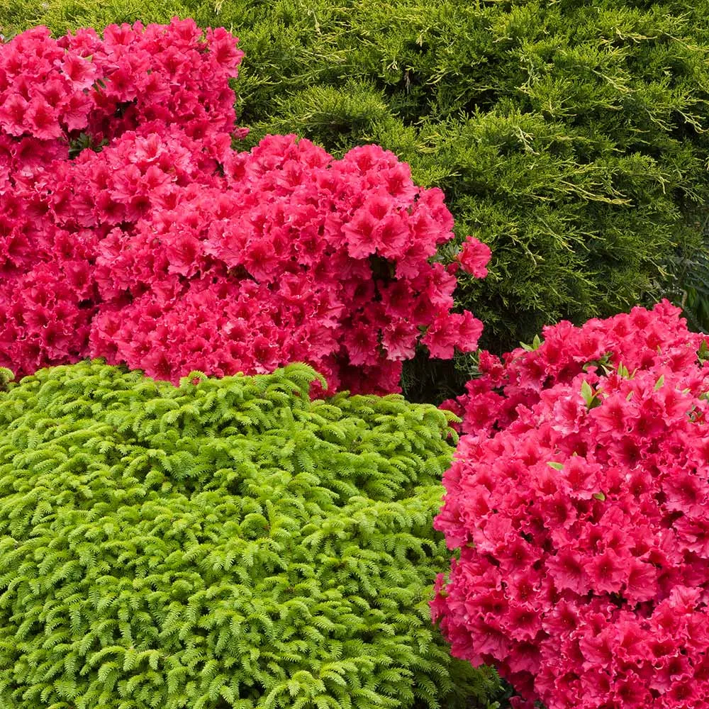 Red Ruffle Azalea Shrub - Vibrant Evergreen Flowering Landscape Plant