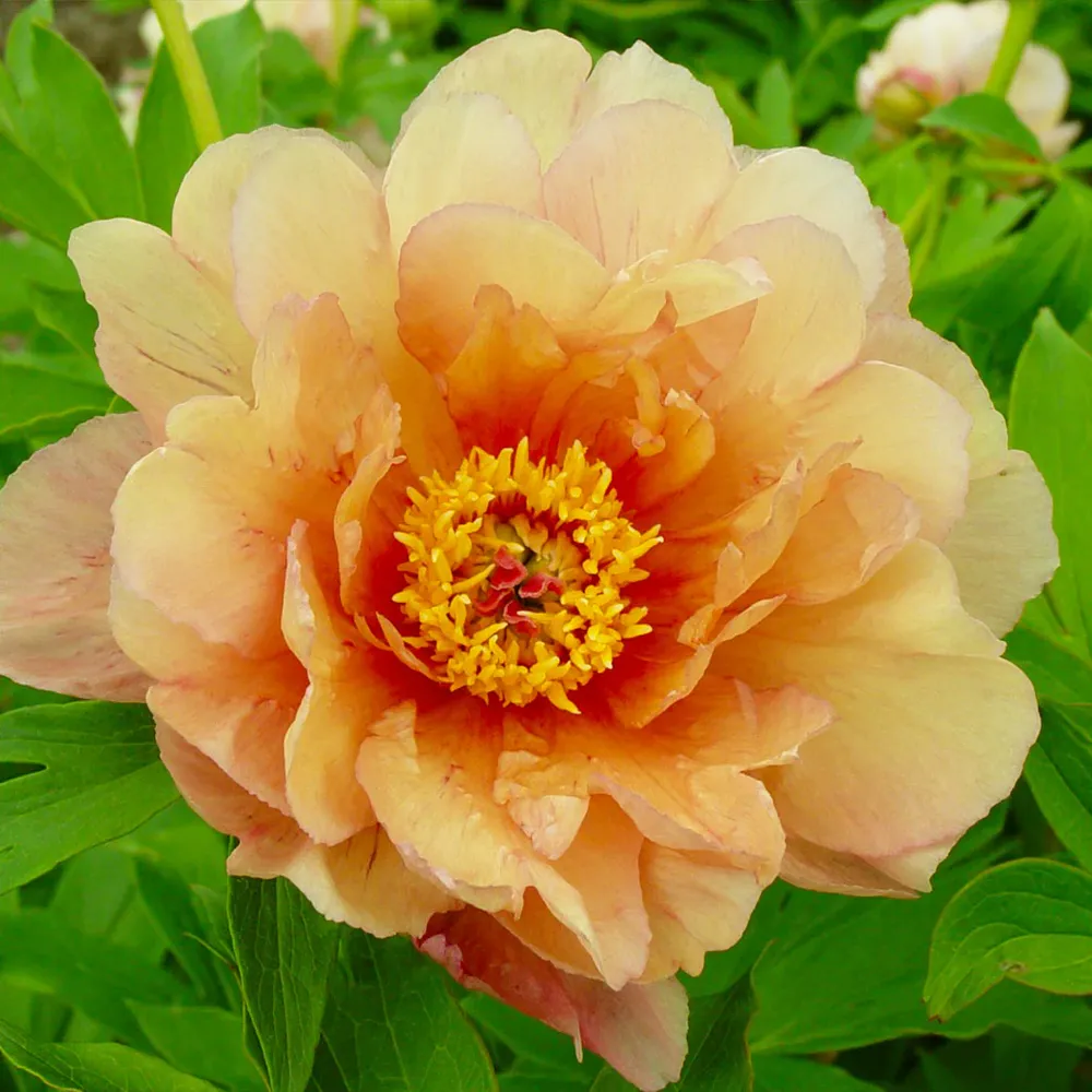 Summer Sunset Itoh Peony Plant - Intersectional Hybrid Perennial 2