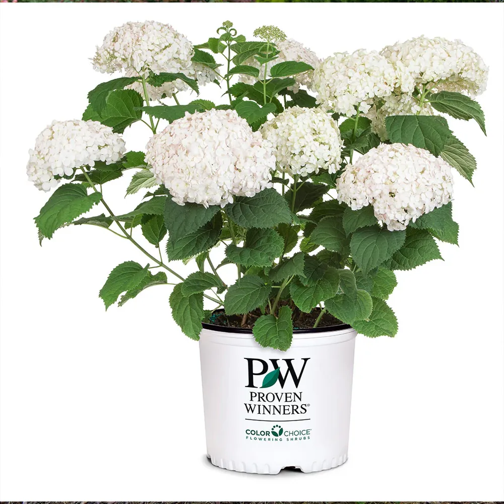 Invincibelle Wee White® Hydrangea - Compact Reblooming Shrub 3