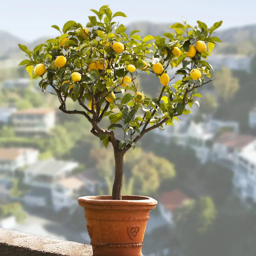 Bearss Lemon Tree - Live Citrus Plant for Home Gardening