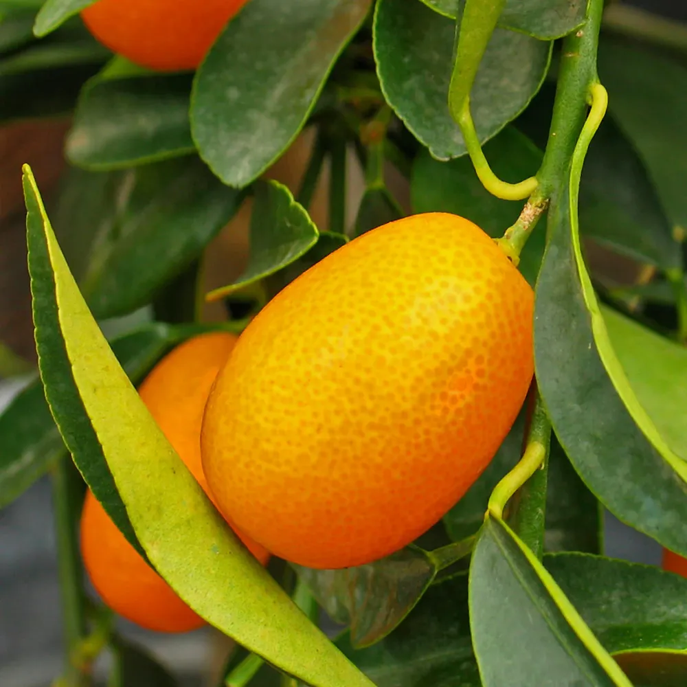 Meiwa Sweet Kumquat Tree - Live Citrus Plant for Edible Fruit Production 1