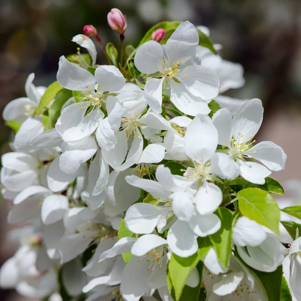 Spring Snow Flowering Crabapple Tree - Sterile Ornamental Landscape Tree 2