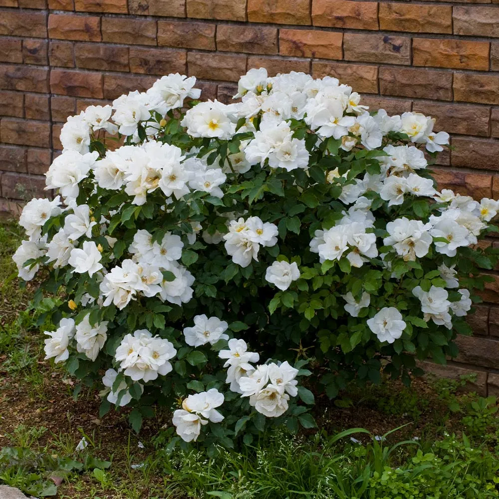White Knock Out Rose - Disease Resistant Flowering Shrub 2