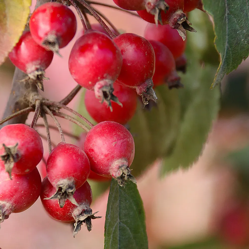 Raspberry Spear® Crabapple Tree - Columnar Ornamental Flowering Tree 3