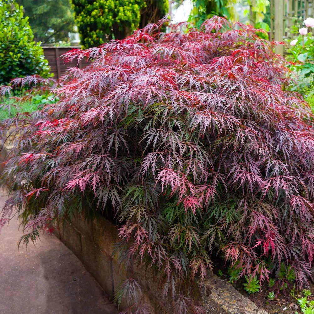 Red Select Japanese Maple Tree - Ornamental Deciduous Garden Plant 1