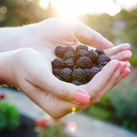 USDA Organic Thornless Blackberry Bush for Home Gardening