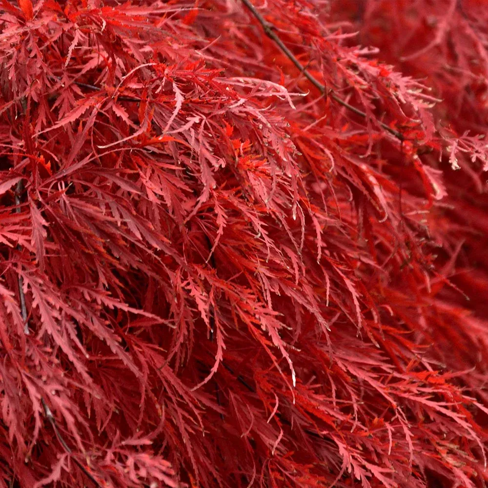 Tamukeyama Japanese Maple Tree - Weeping Laceleaf Ornamental Shrub 1