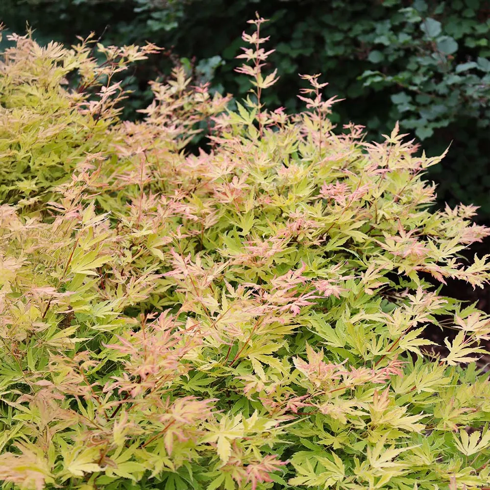 Proven Winners® Metamorphosa® Japanese Maple Tree 1