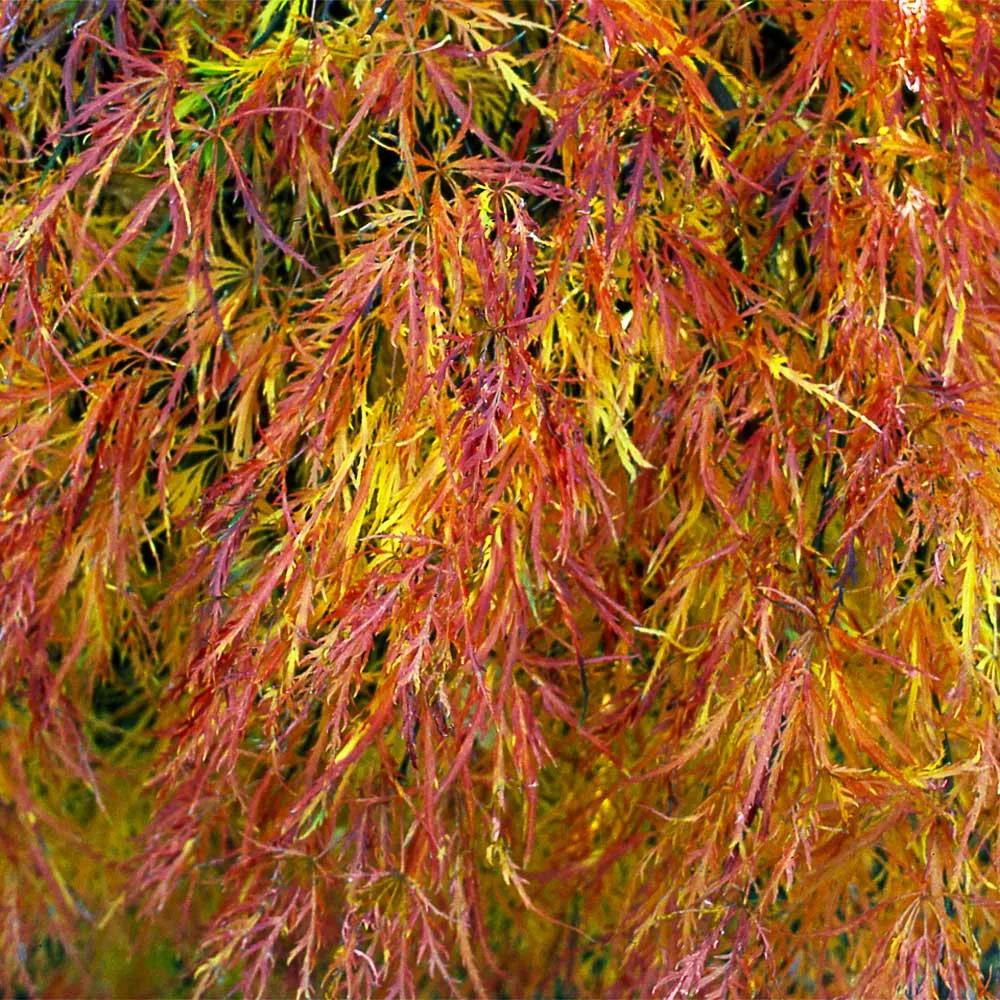 Waterfall Japanese Maple Tree - Realistic Artificial Decorative Foliage 3