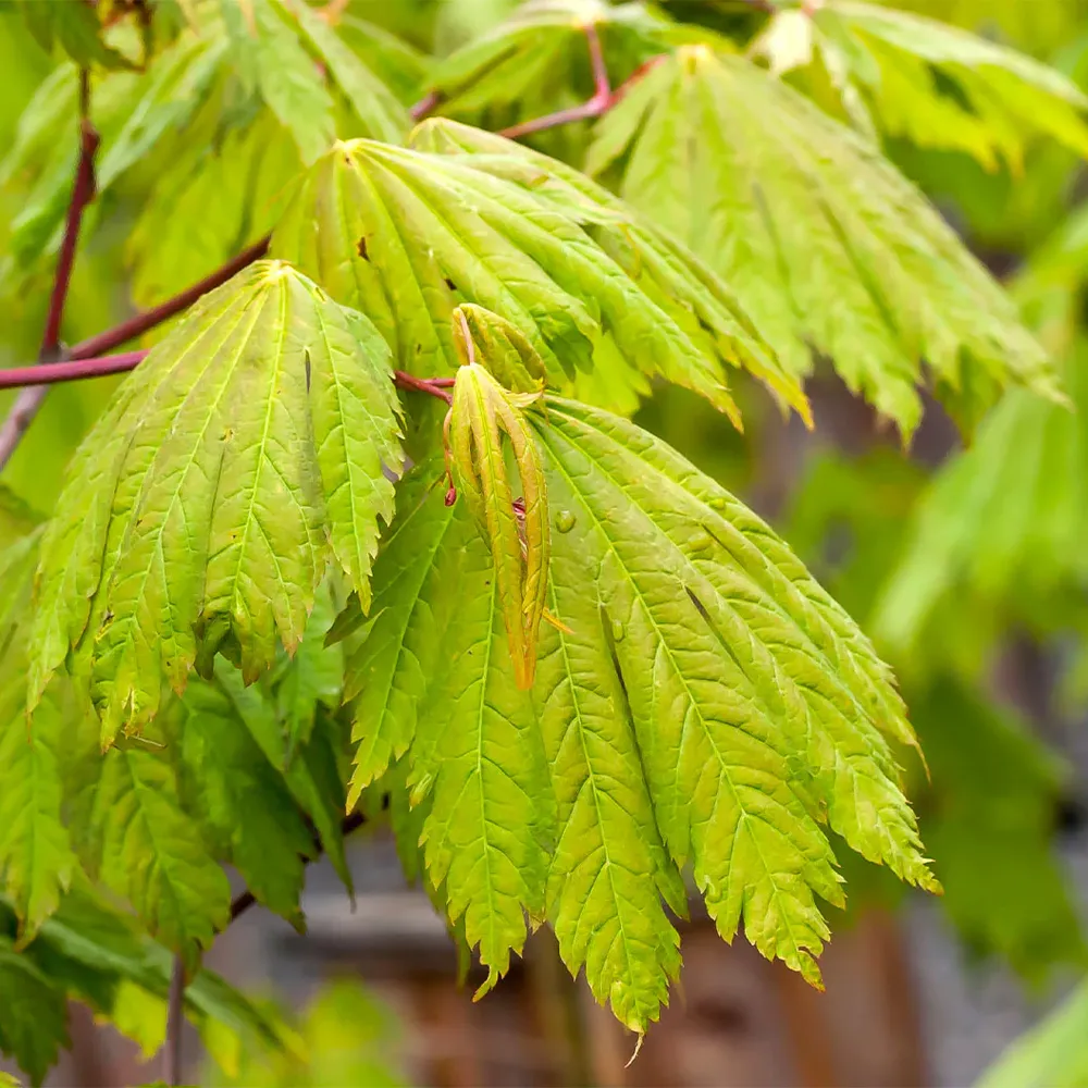 Rising Sun Full Moon Maple Tree - Acer shirasawanum Ornamental Garden Plant 2