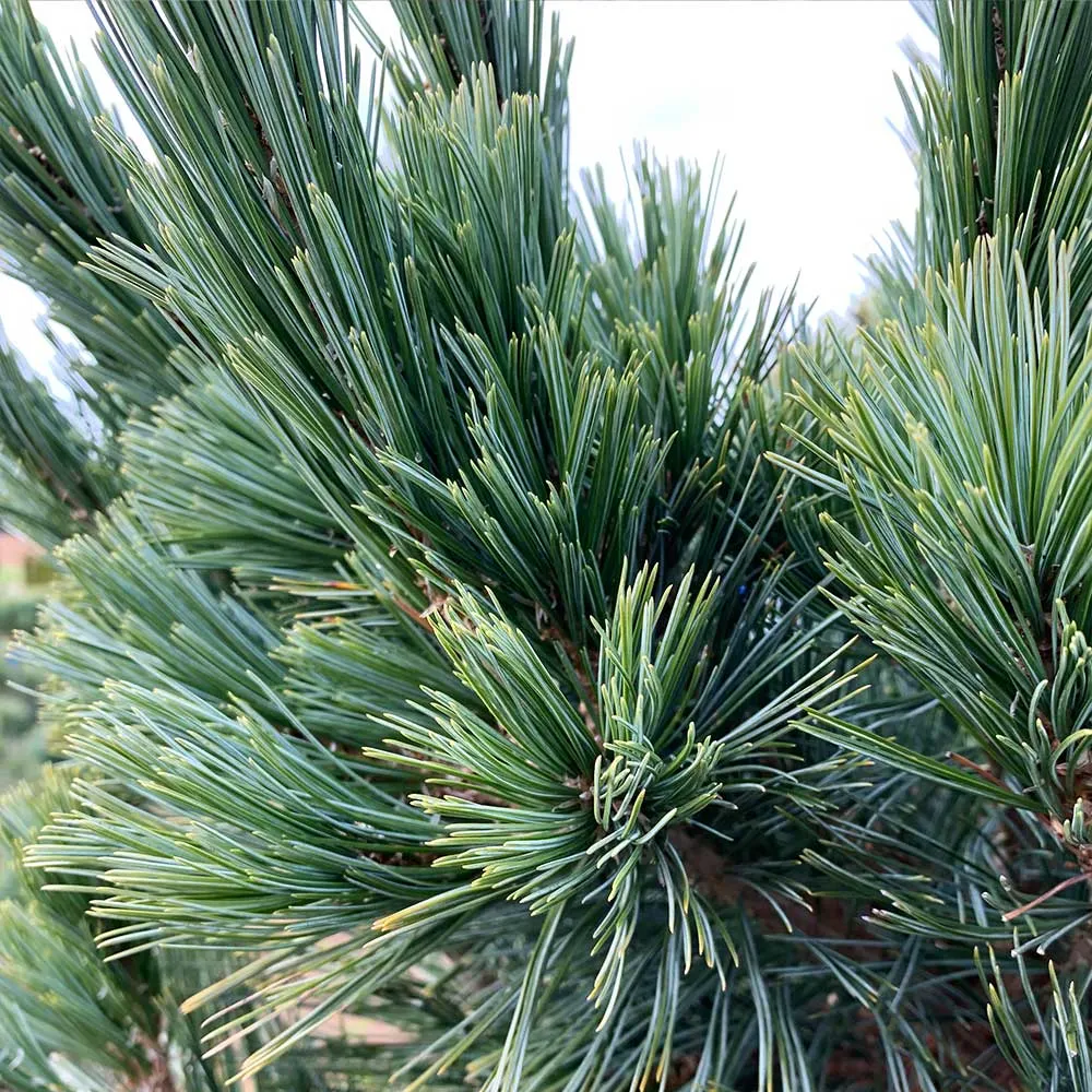 Vanderwolf's Pyramid Limber Pine - Pinus flexilis Ornamental Evergreen 2