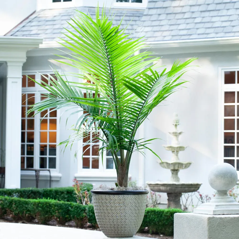 Majesty Palm Tree (Ravenea rivularis) Indoor Potted Tropical Plant