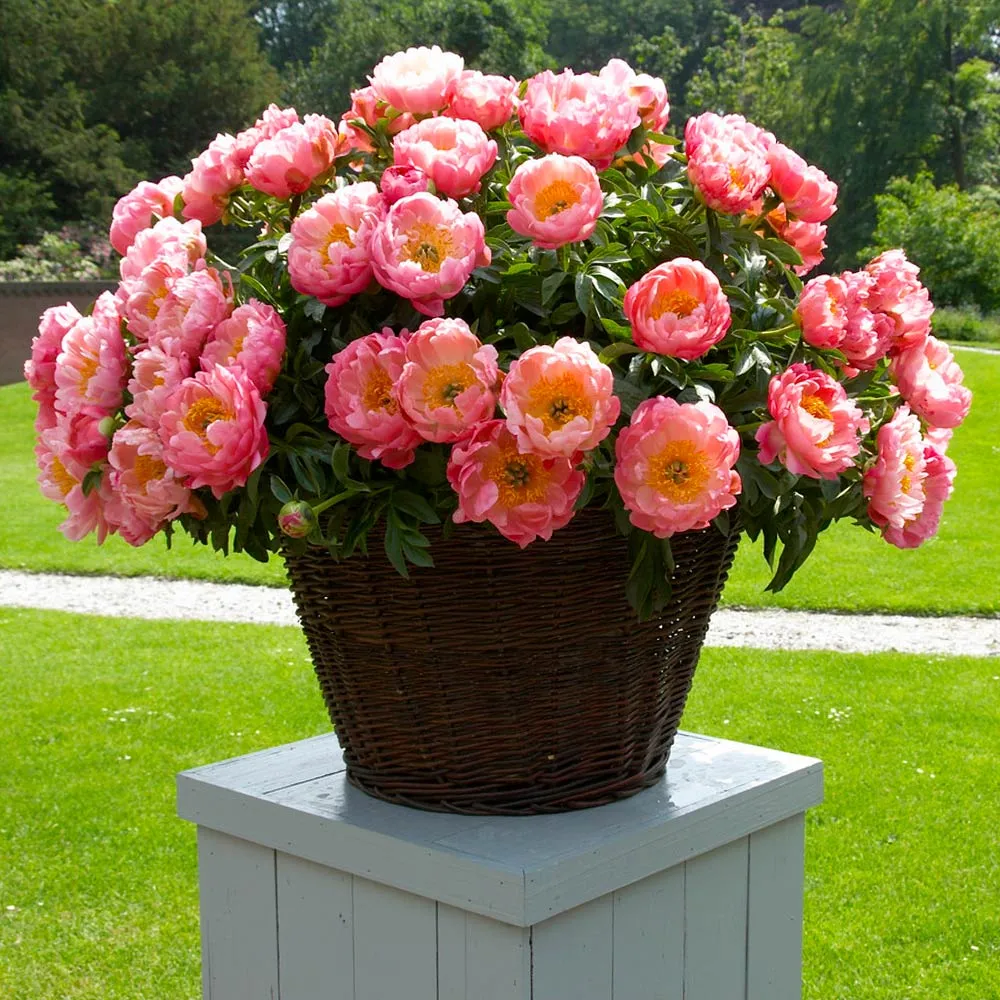 Coral Charm Peony Realistic Artificial Floral Decoration 3