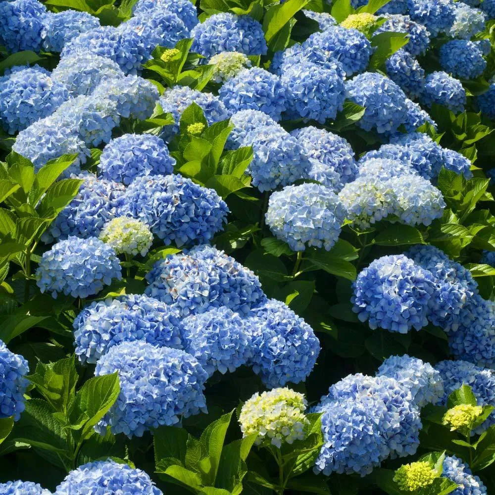 Nikko Blue Hydrangea Macrophylla Deciduous Flowering Shrub