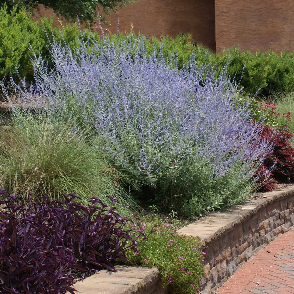 Russian Sage (Perovskia atriplicifolia) Drought-Tolerant Perennial Shrub 1