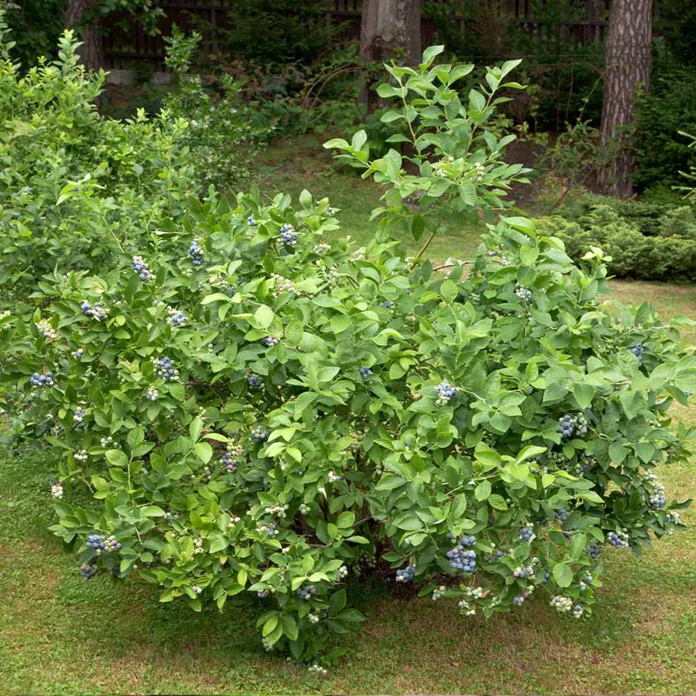 Brightwell Blueberry Bush - Rabbiteye Variety for Home Gardens 1