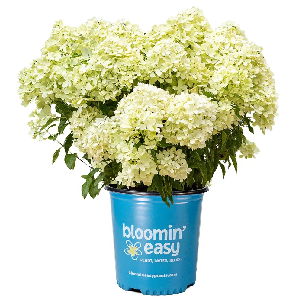 Bubble Bath™ Hardy Panicle Hydrangea Shrub 3