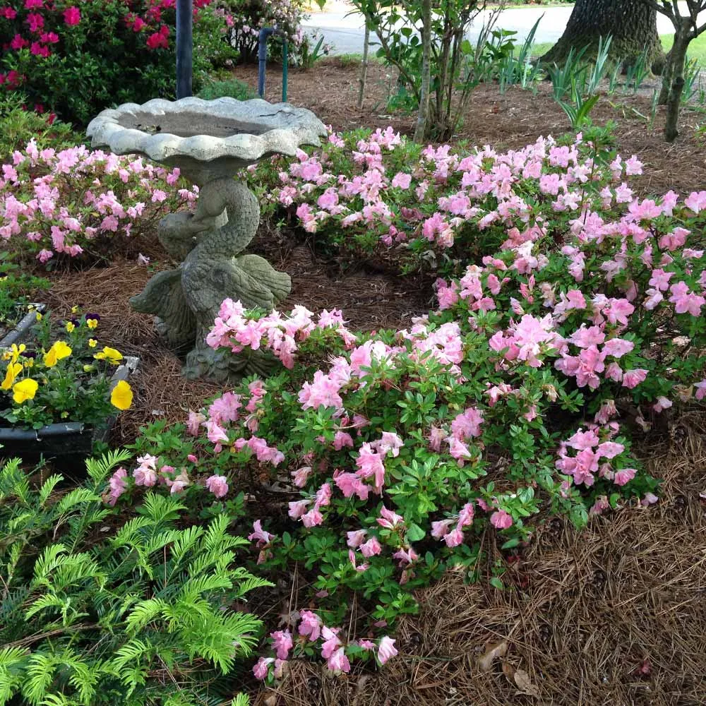 Autumn Debutante® Encore® Azalea Reblooming Evergreen Shrub 1