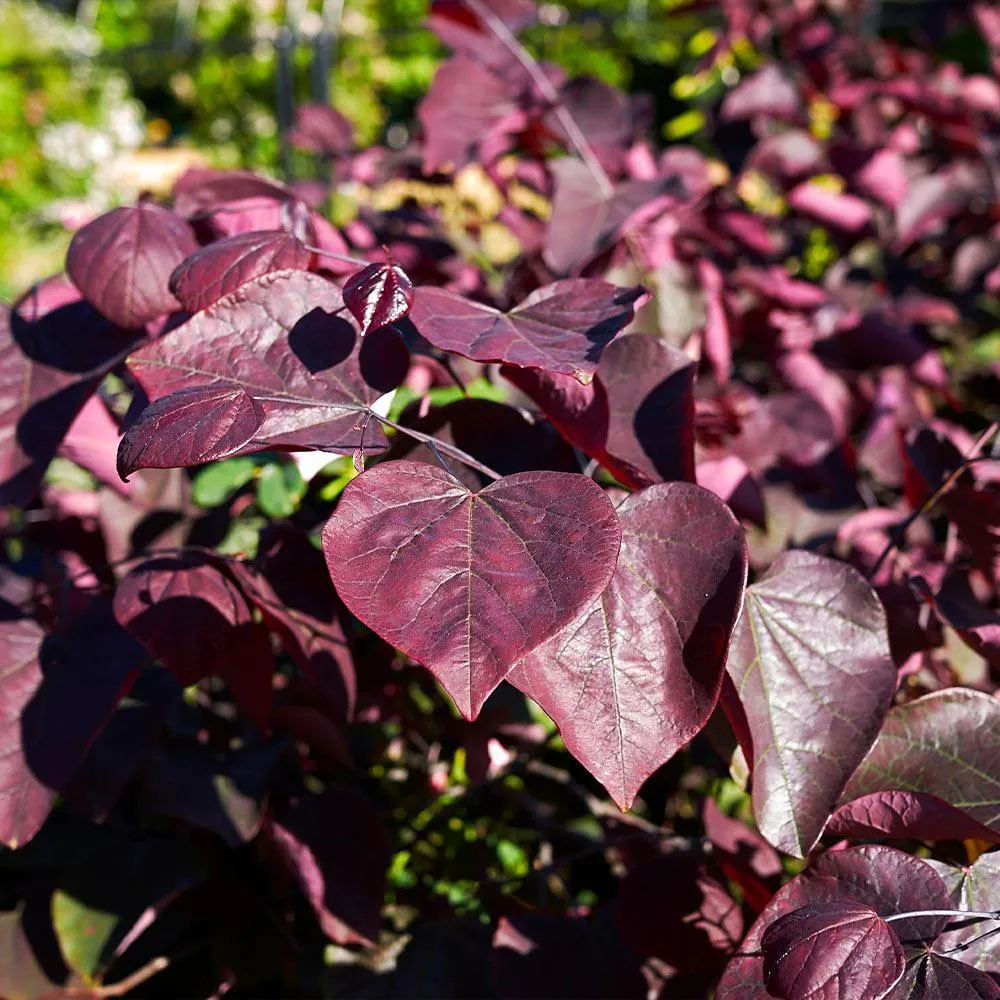 Forest Pansy Redbud (Cercis canadensis 'Forest Pansy') Ornamental Deciduous Tree 1