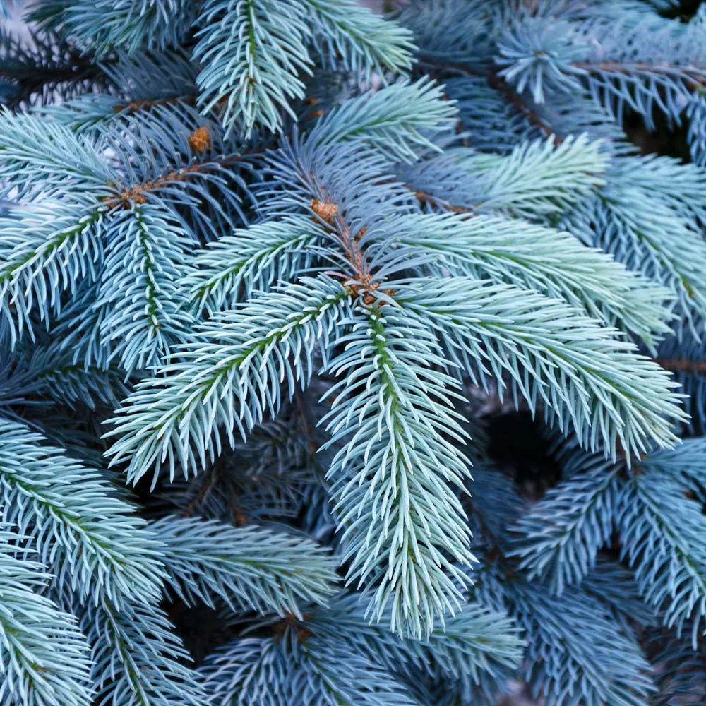 Colorado Blue Spruce Artificial Christmas Tree with Realistic Branch Tips 2