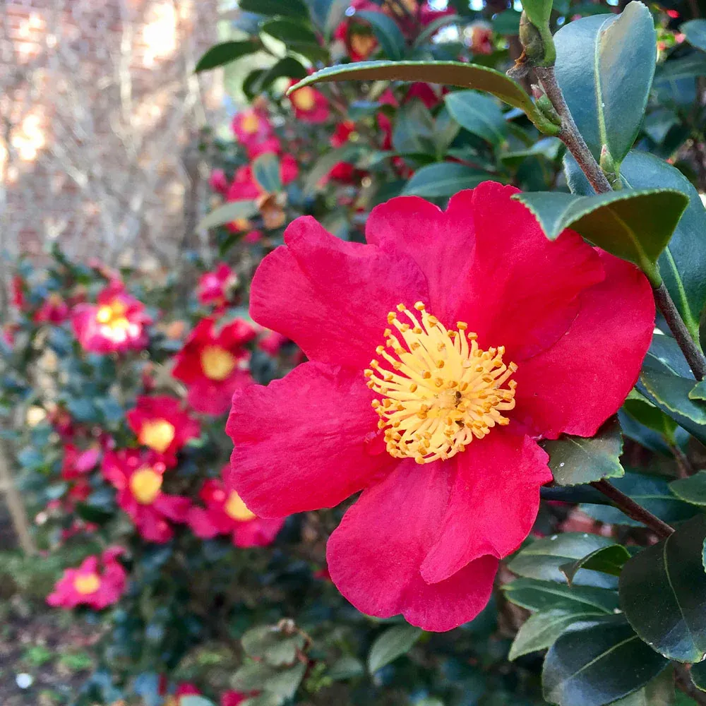 Yuletide Camellia Sasanqua Evergreen Winter Flowering Shrub