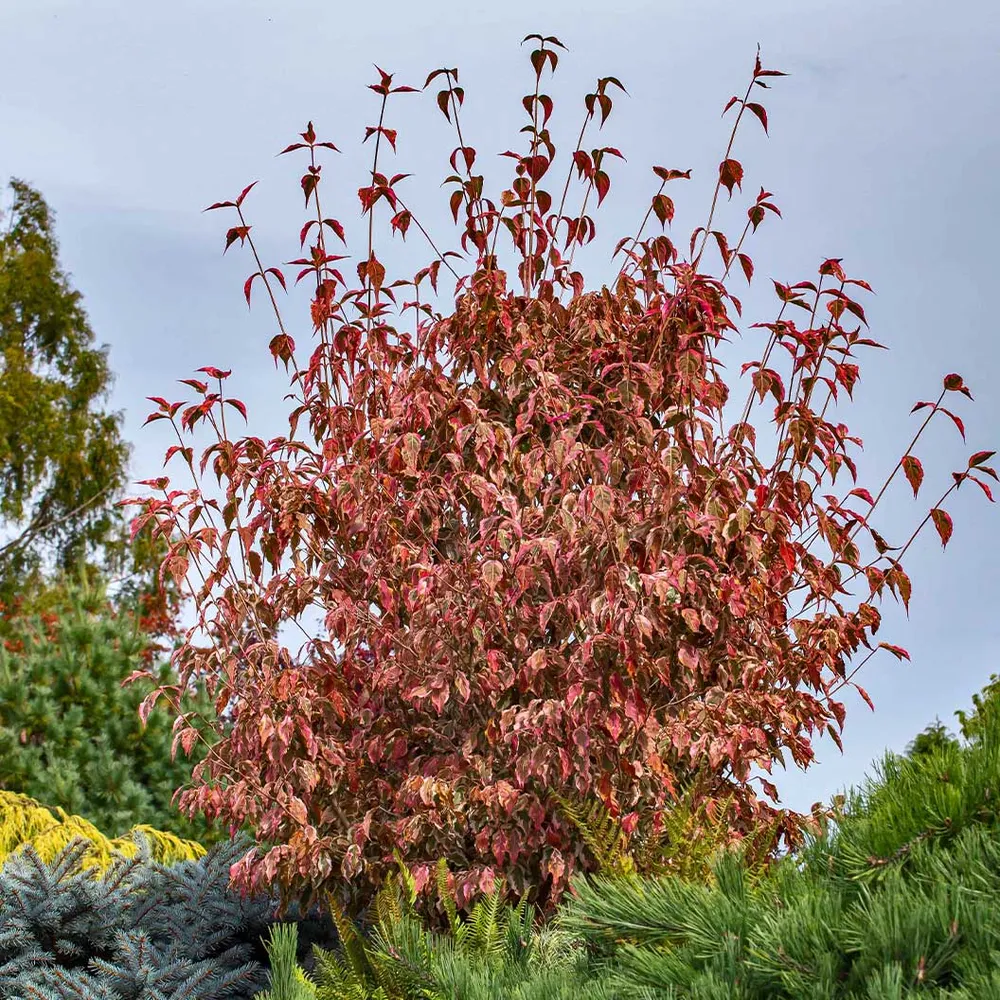 Artificial Dogwood Tree for Indoor Home and Office Decoration 1