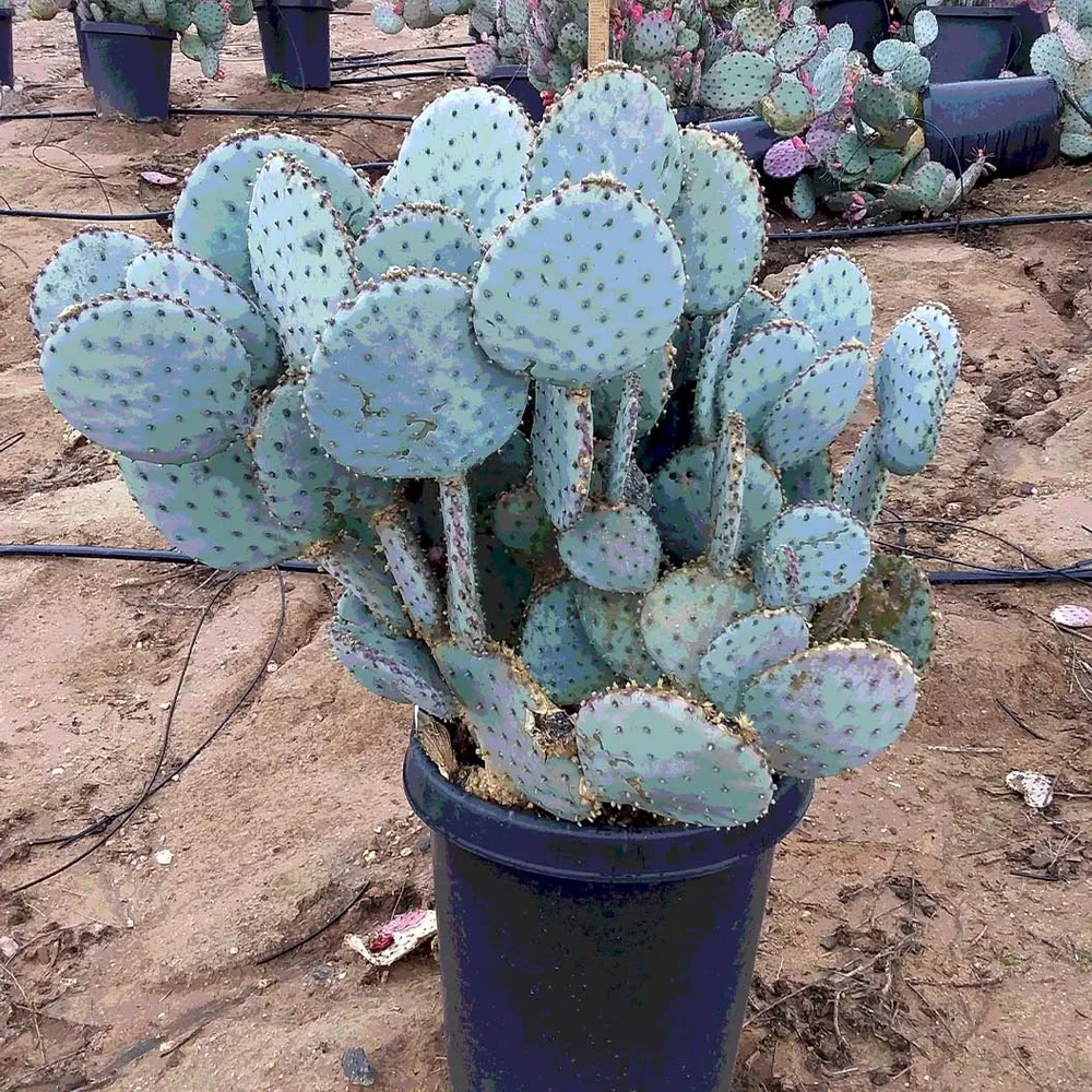 Santa Rita Prickly Pear Cactus Shrub 3