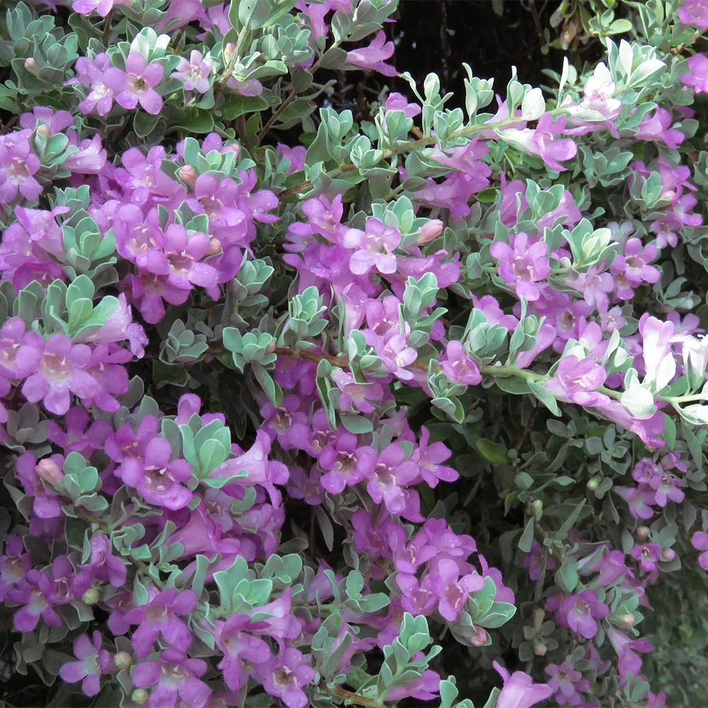 Texas Sage Shrub (Leucophyllum frutescens) - Drought-Tolerant Flowering Landscape Plant