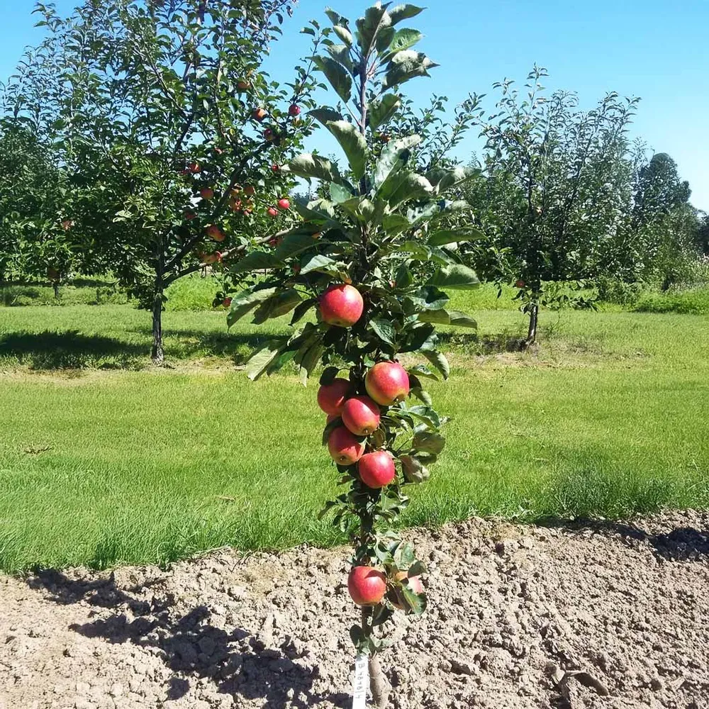 Sweet Treat™ Columnar Apple Tree - Compact Vertical Fruit Tree