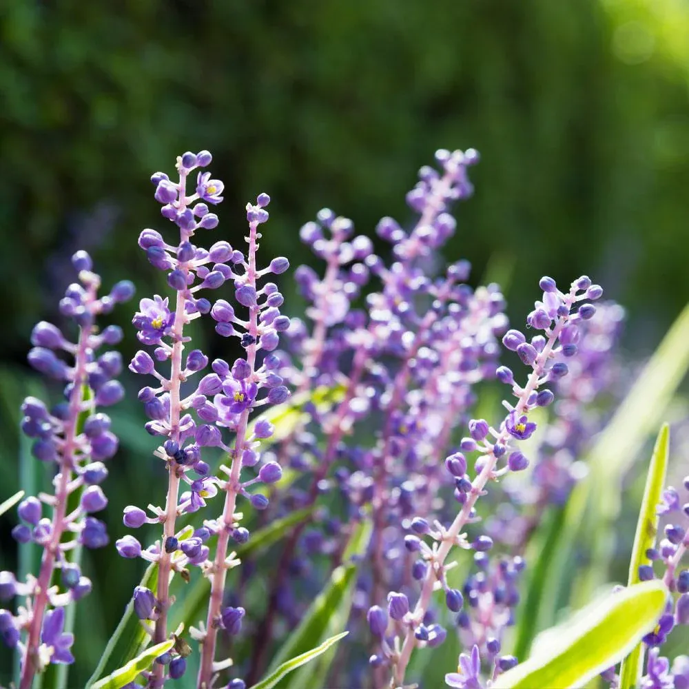 Big Blue Liriope Muscari Evergreen Perennial Ground Cover Plant 2