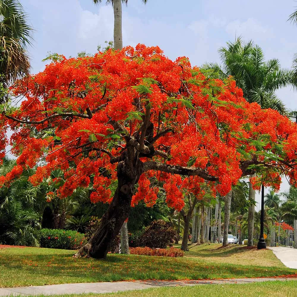 Royal Poinciana Tree (Delonix Regia) Tropical Flowering Ornamental Plant