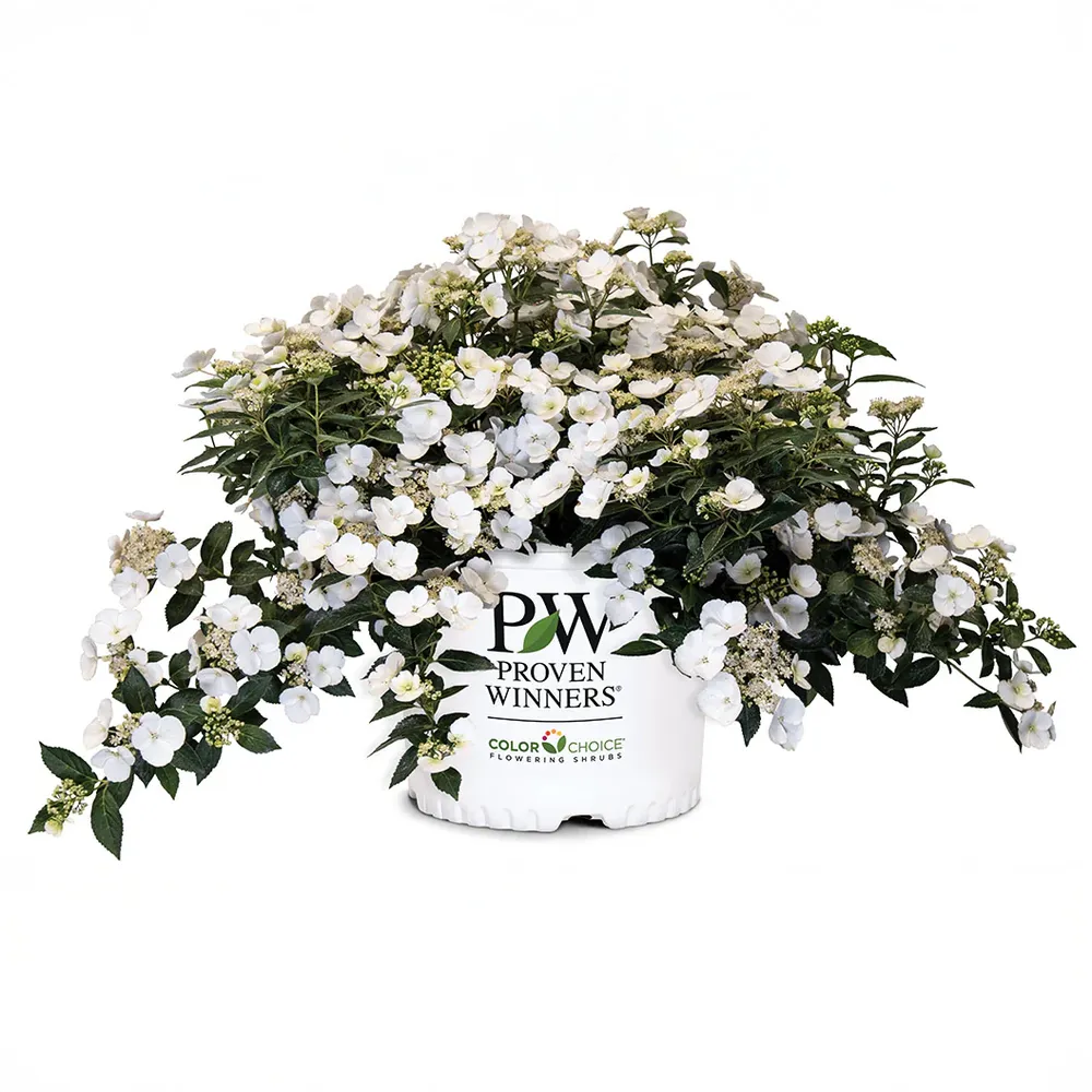 Proven Winners® Fairytrail Bride® Cascade Hydrangea - Trailing Flowering Shrub 4