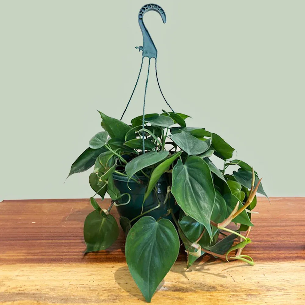 Heart-Leaf Philodendron (Philodendron Hederaceum) Trailing Indoor Houseplant 2