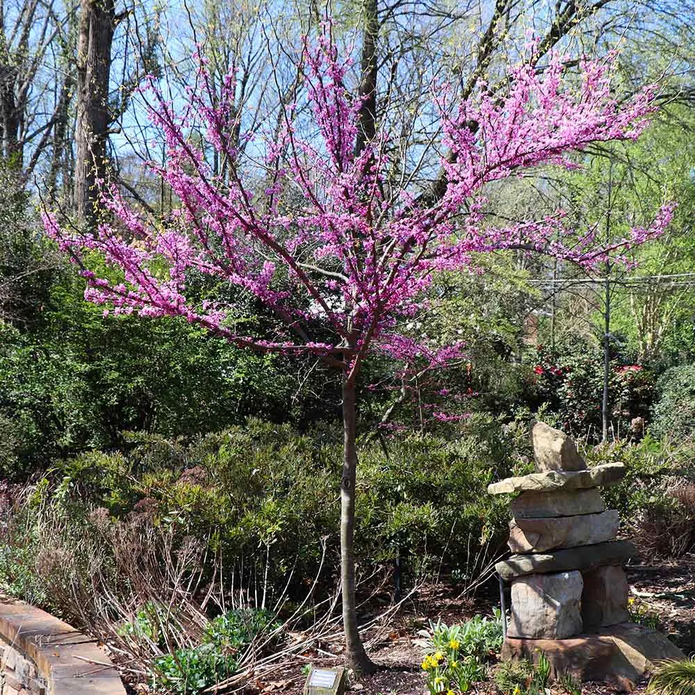 The Rising Sun™ Eastern Redbud Tree - Cercis canadensis Ornamental Flowering Tree 3