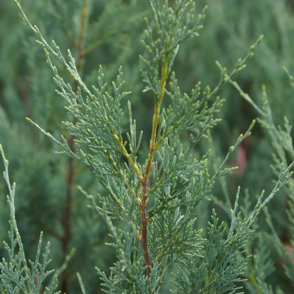 Juniper 'Wichita Blue' Upright Pyramidal Evergreen Tree 1