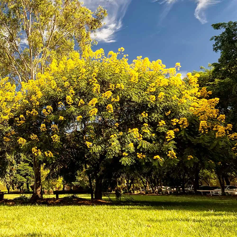 Cinnamomum Cassia Tree - Ornamental Evergreen Aromatic Plant 1