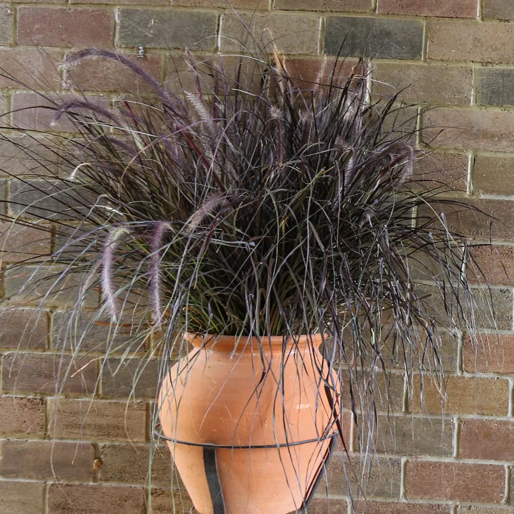 Purple Fountain Grass (Pennisetum setaceum 'Rubrum') Ornamental Perennial 3