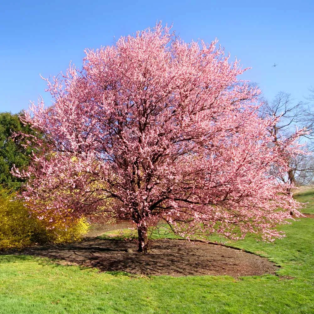 Kwanzan Cherry Tree (Prunus serrulata 'Kwanzan') - Ornamental Flowering Tree 1