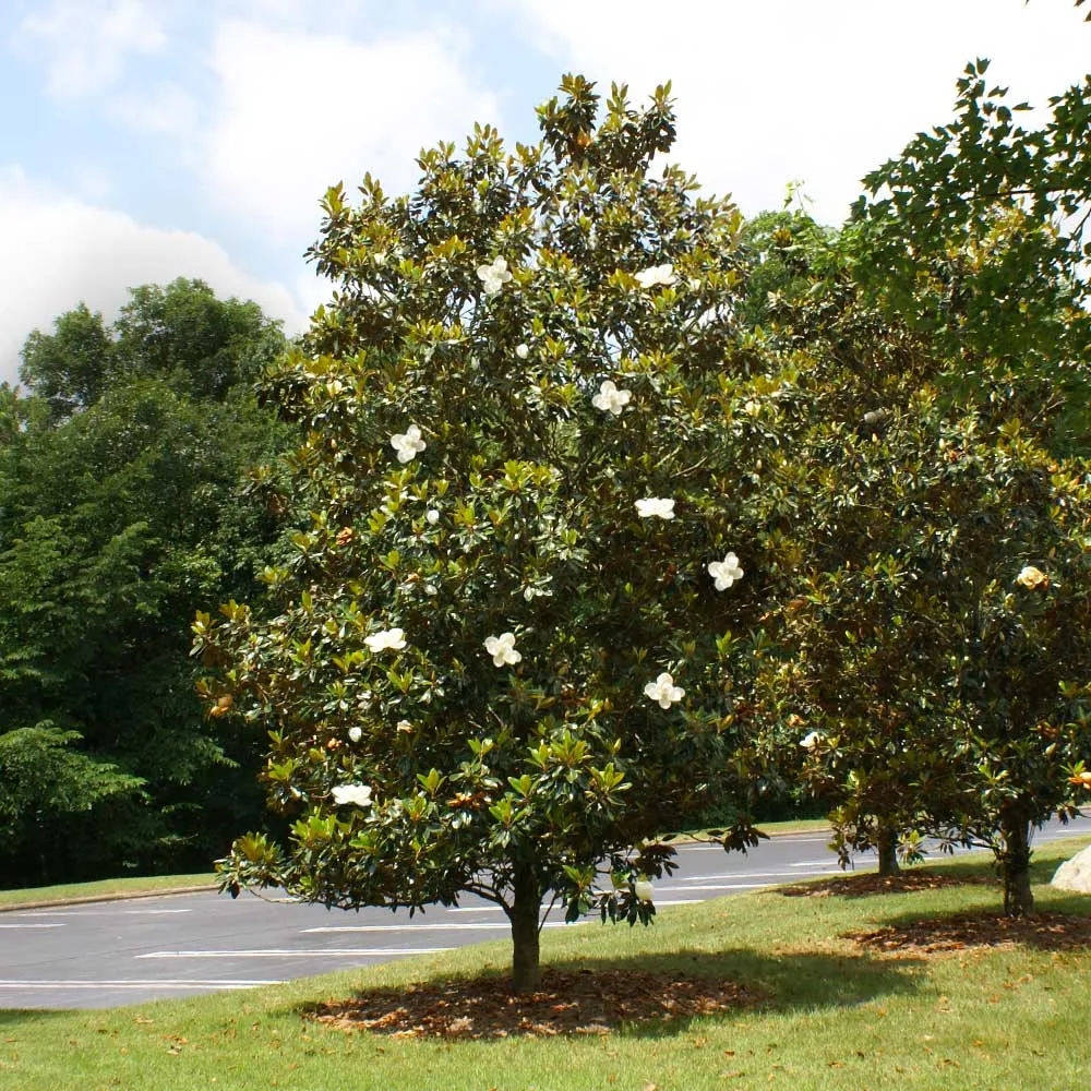Little Gem Magnolia Tree - Compact Evergreen Flowering Ornamental Tree 2