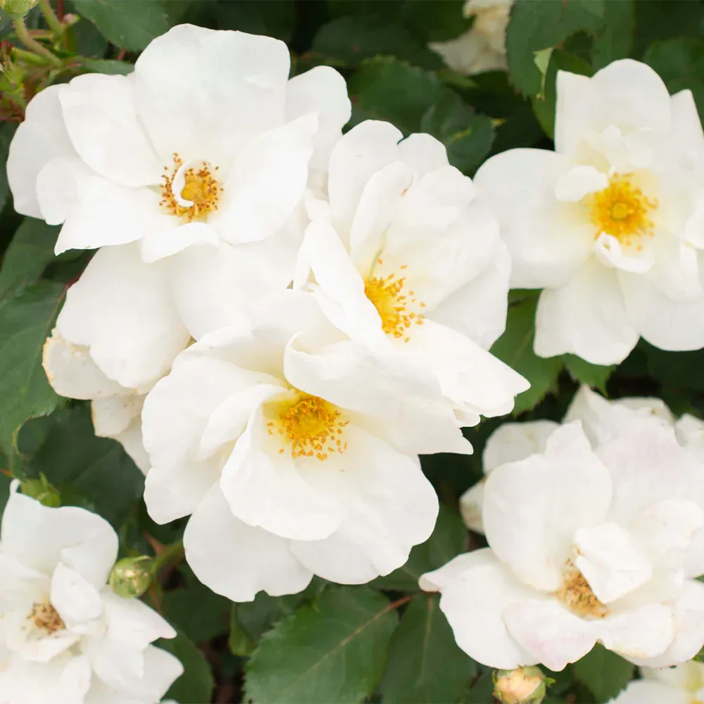 White Knock Out Rose - Disease Resistant Flowering Shrub